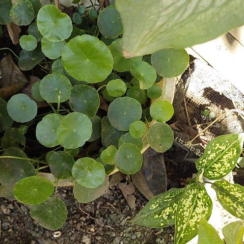 Photo of the plant species Whorled Pennywort by @WhollyEmerald27 named Fernie Mac on Greg, the plant care app