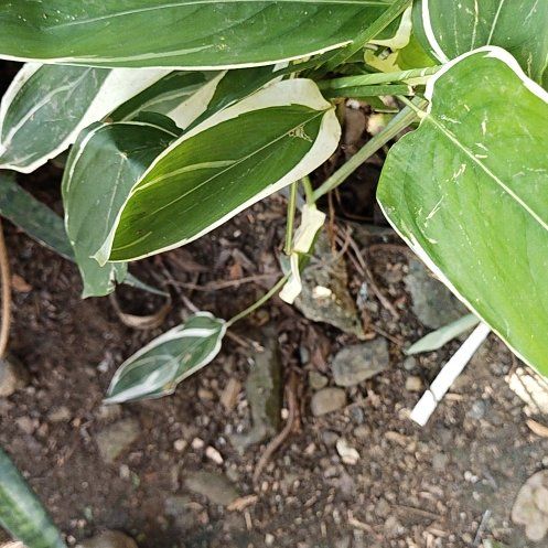 Photo of the plant species Cat Greenbrier by @WhollyEmerald27 named Willow on Greg, the plant care app