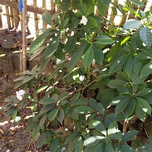 Photo of the plant species California Buckeye by @WhollyEmerald27 named Queen on Greg, the plant care app