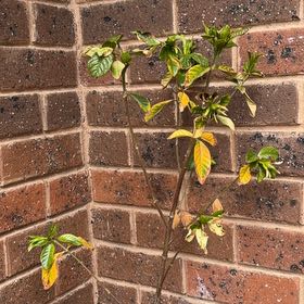 Photo of the plant species Aimee Yoshida Gardenia by @BraveDracopis51 named Sprout on Greg, the plant care app