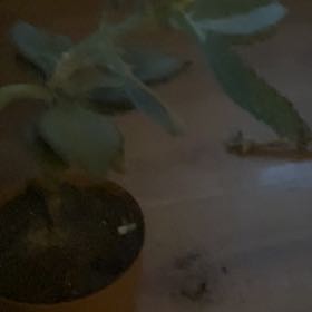 Photo of the plant species Kalanchoe beharensis 'Fang' by @SwellAster39 named Xena on Greg, the plant care app