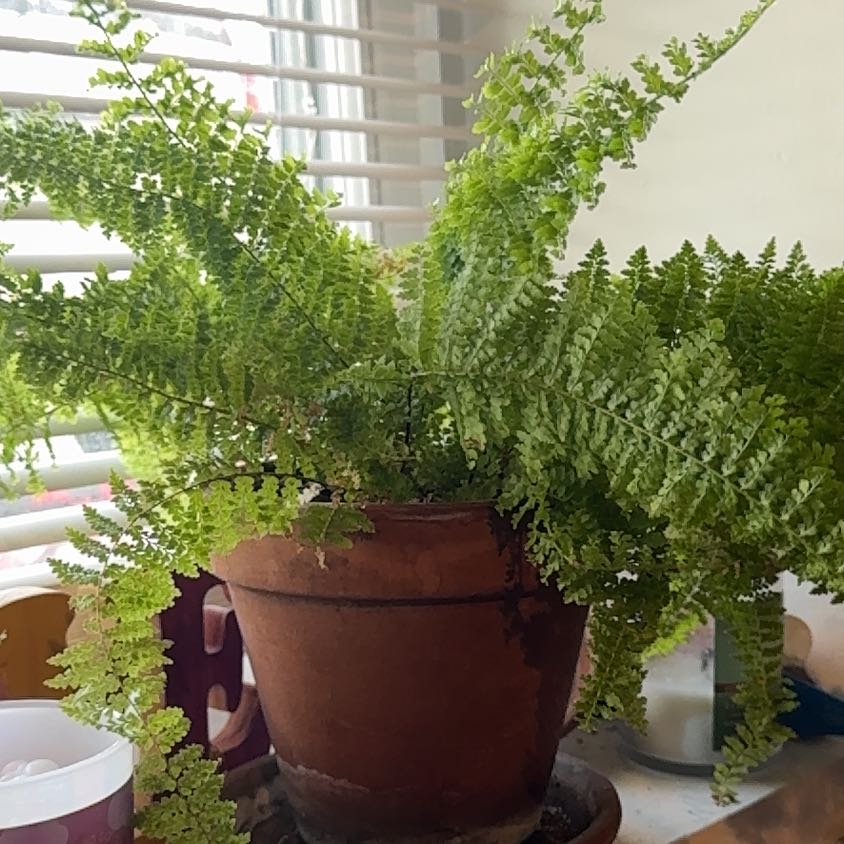 Photo of the plant species fluffy ruffle fern by @StockyRedash14 named Apollo on Greg, the plant care app