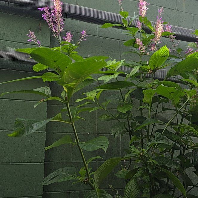 Photo of the plant species Brazilian Red-Cloak by @andres361415 named Madonna on Greg, the plant care app