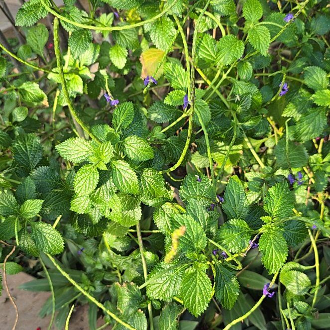 Photo of the plant species Blue Porterweed by @andres361415 named Taylor Swift on Greg, the plant care app