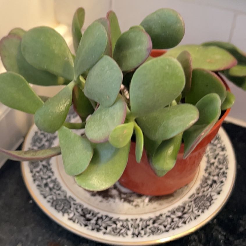 Photo of the plant species Crassula by @KeyMandarin21 named Jade Plant on Greg, the plant care app