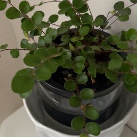 Photo of the plant species Pellaea rotundifolia by @KeyMandarin21 named Button Fern Guest Bath on Greg, the plant care app