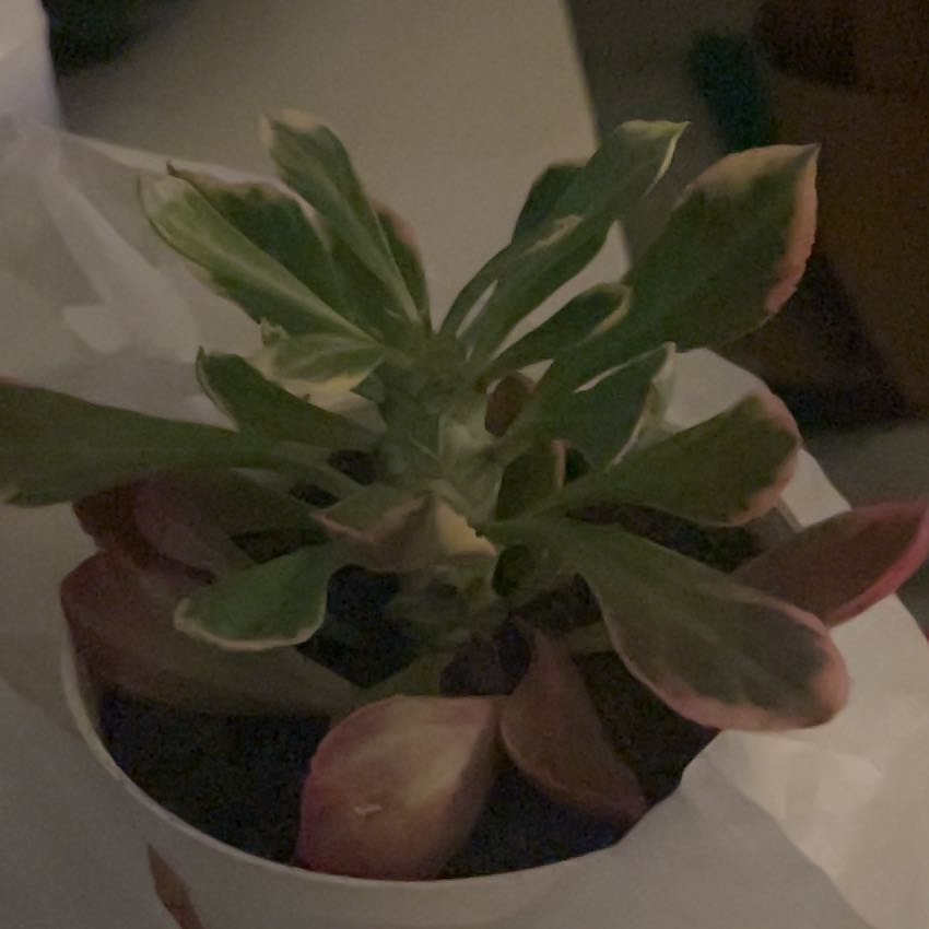 Photo of the plant species Monadenium Stapelioides variegated by @ExecSnowdrop12 named kentut on Greg, the plant care app