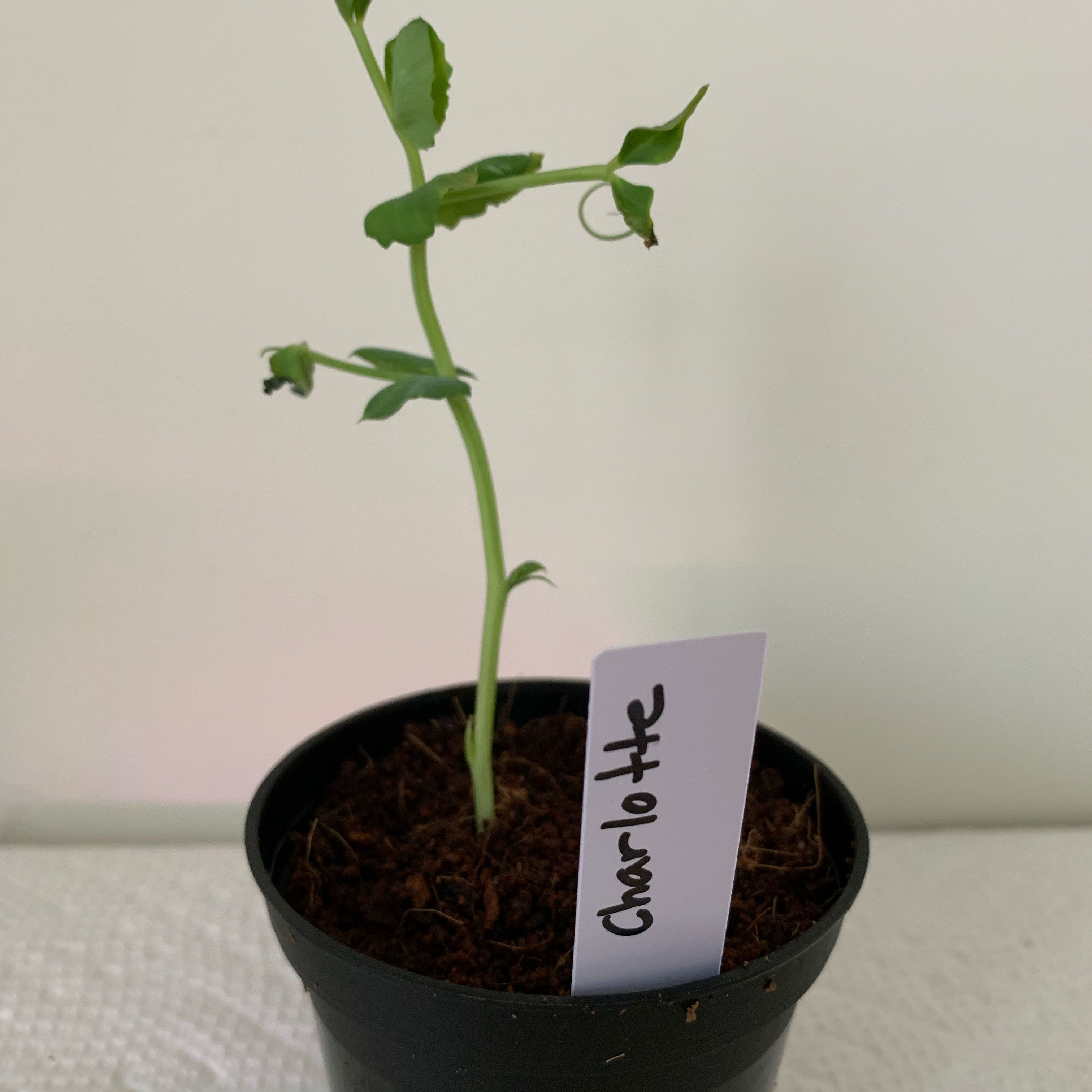 Photo of the plant species Cascadia Snap Pea by @PlantLuvRgrl named Charlotte on Greg, the plant care app