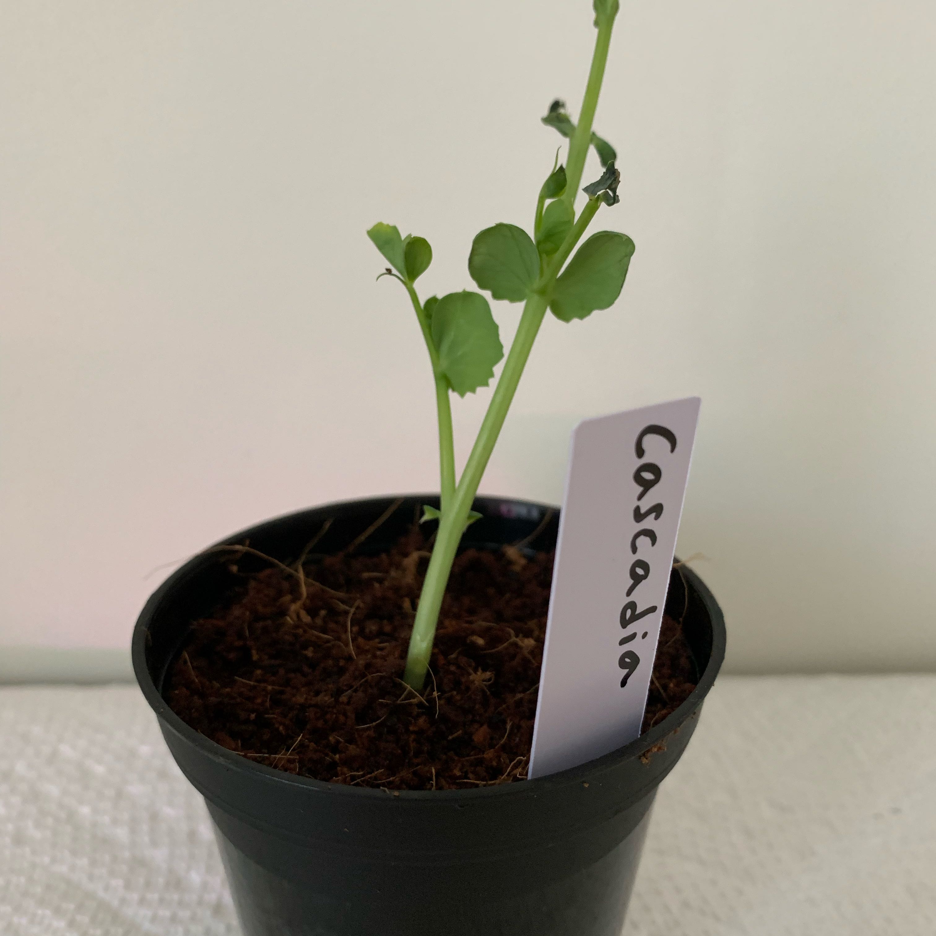 Photo of the plant species Cascadia Snap Pea by @PlantLuvRgrl named Cascadia on Greg, the plant care app
