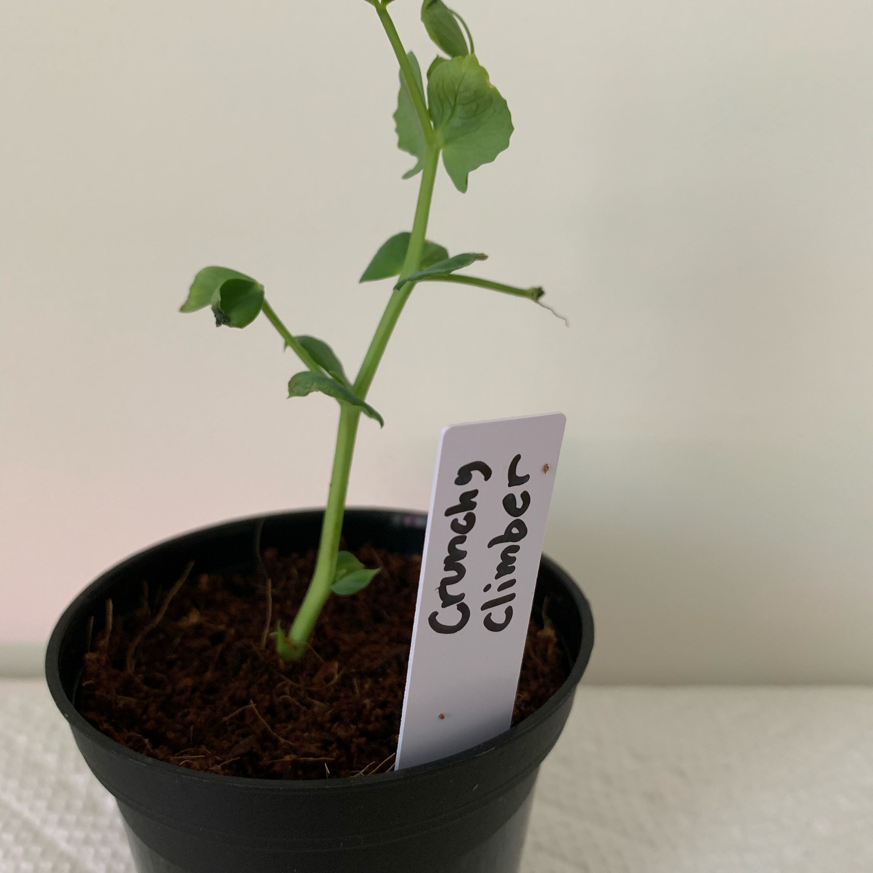 Photo of the plant species Cascadia Snap Pea by @PlantLuvRgrl named Crunchy Climber on Greg, the plant care app