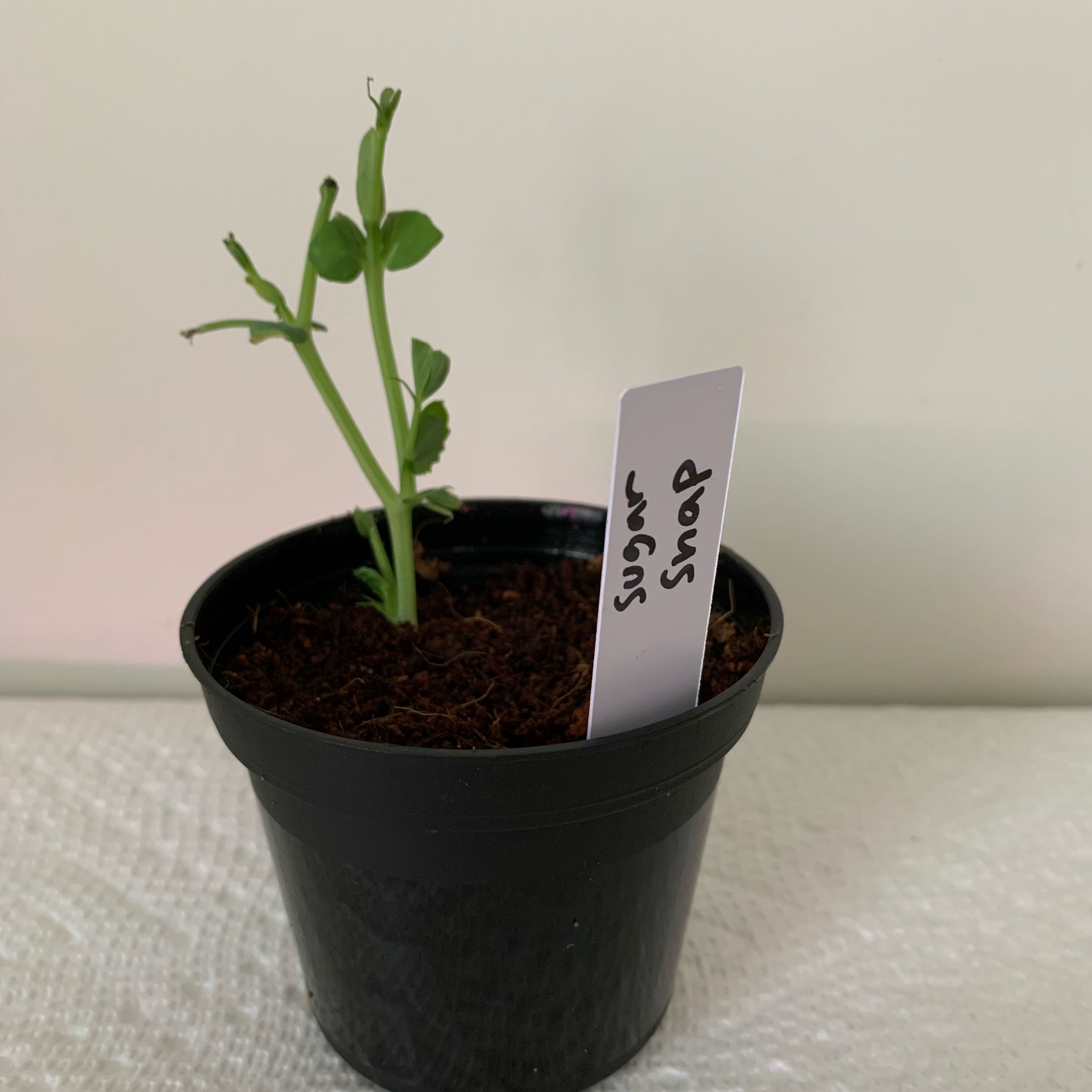 Photo of the plant species Cascadia Snap Pea by @PlantLuvRgrl named Sugar Snap on Greg, the plant care app