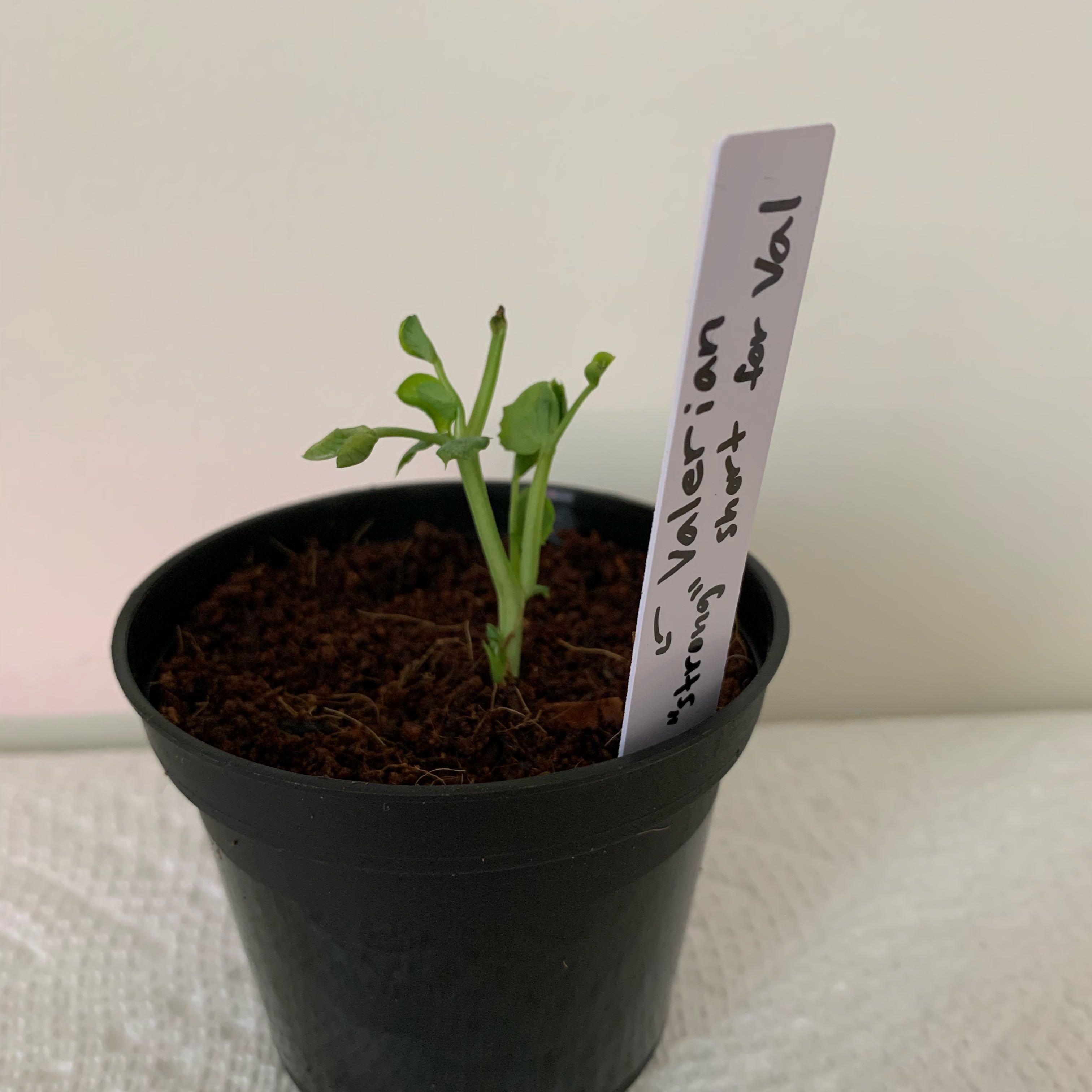 Photo of the plant species Cascadia Snap Pea by @PlantLuvRgrl named Val on Greg, the plant care app