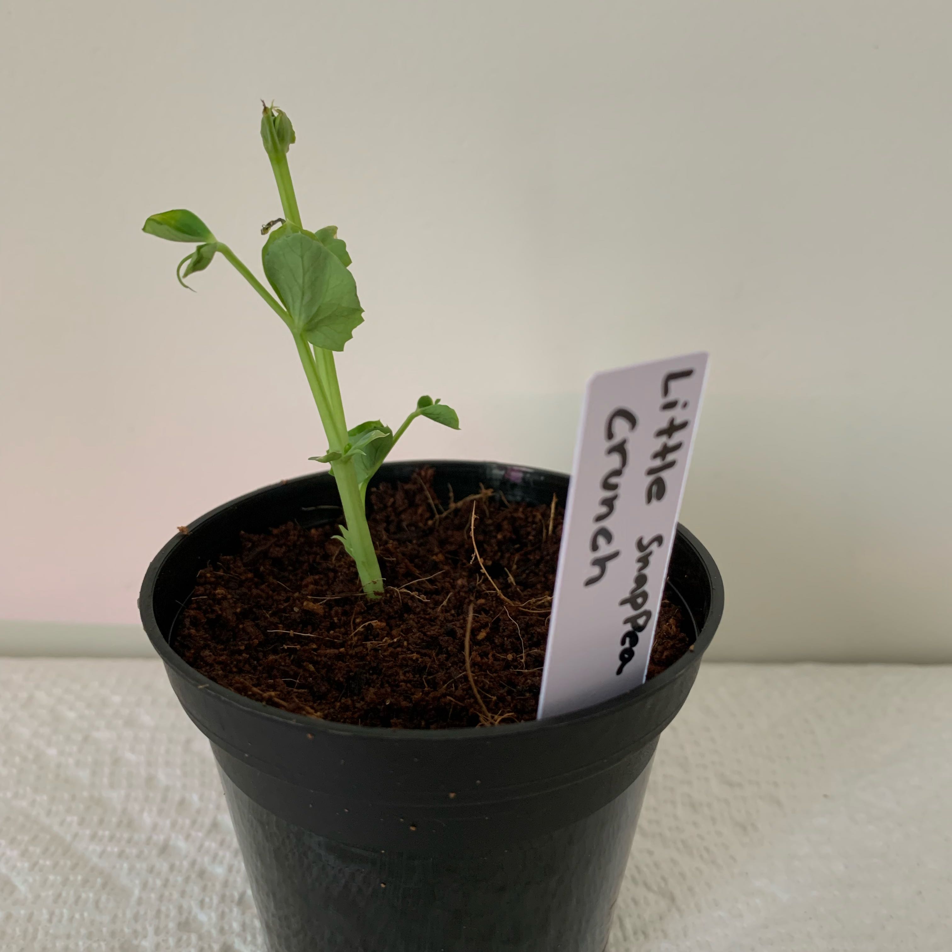 Photo of the plant species Cascadia Snap Pea by @PlantLuvRgrl named Little SnapPea Crunch on Greg, the plant care app
