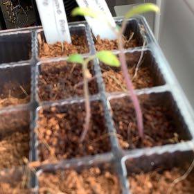 Photo of the plant species Brandywine Pink Tomato by @PlantLuvRgrl named Brandy on Greg, the plant care app