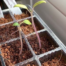 Photo of the plant species Brandywine Pink Tomato by @PlantLuvRgrl named Wine on Greg, the plant care app