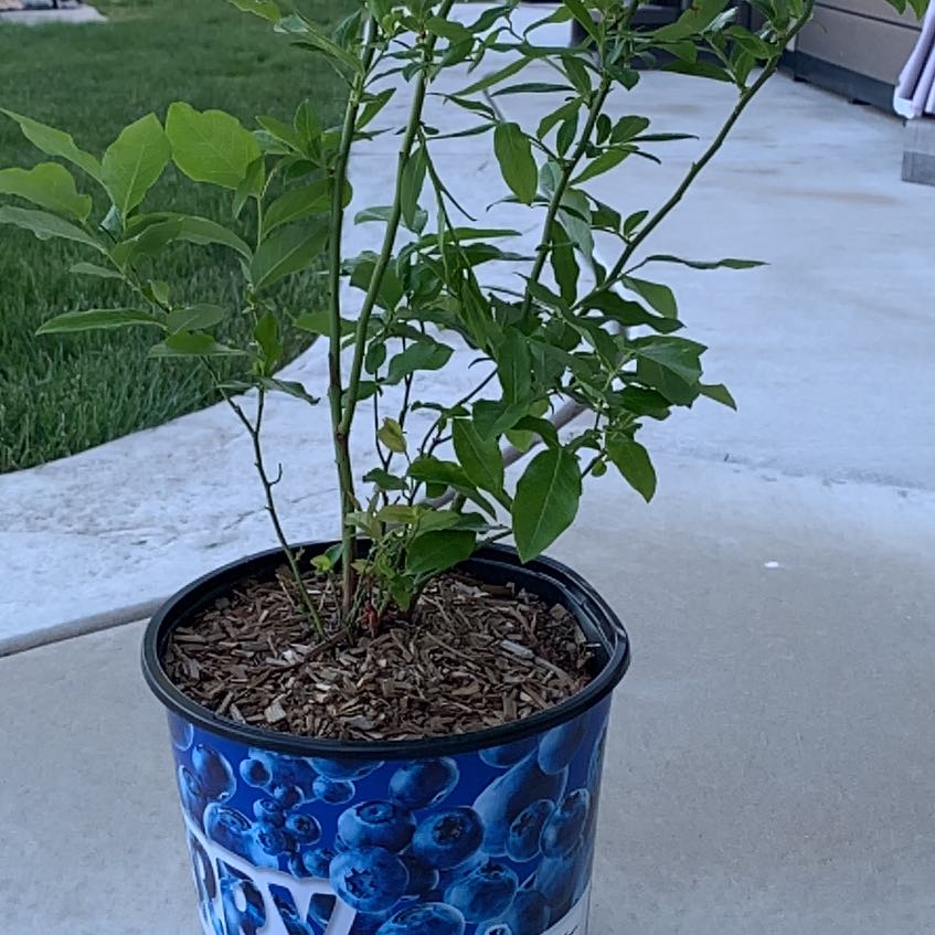 Photo of the plant species Patriot Blueberry by @PlantLuvRgrl named #1 Strawberry on Greg, the plant care app