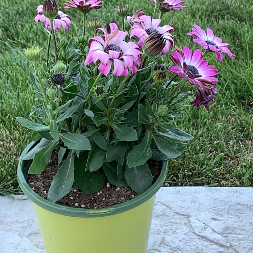 Photo of the plant species African Daisy by @PlantLuvRgrl named Amara on Greg, the plant care app