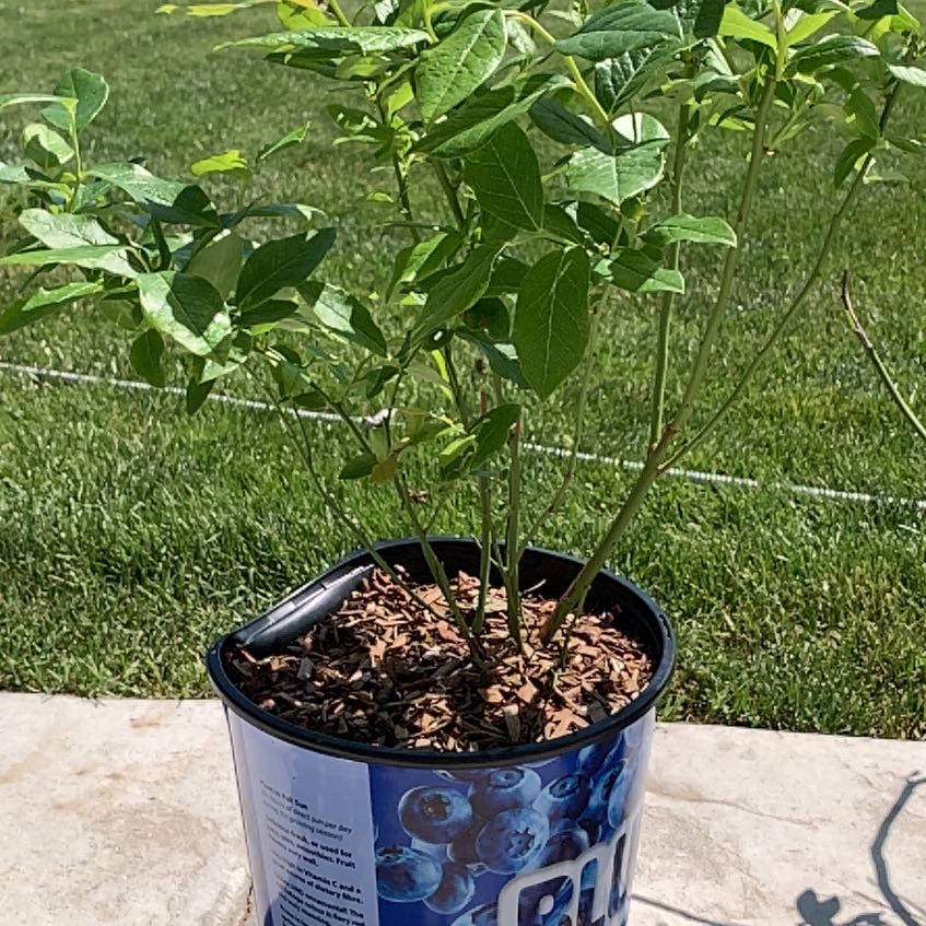Photo of the plant species Patriot Blueberry by @PlantLuvRgrl named #3 Lola on Greg, the plant care app
