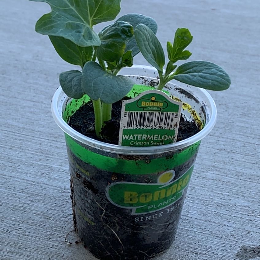 Photo of the plant species Crimson Sweet Watermelon by @PlantLuvRgrl named Anne on Greg, the plant care app