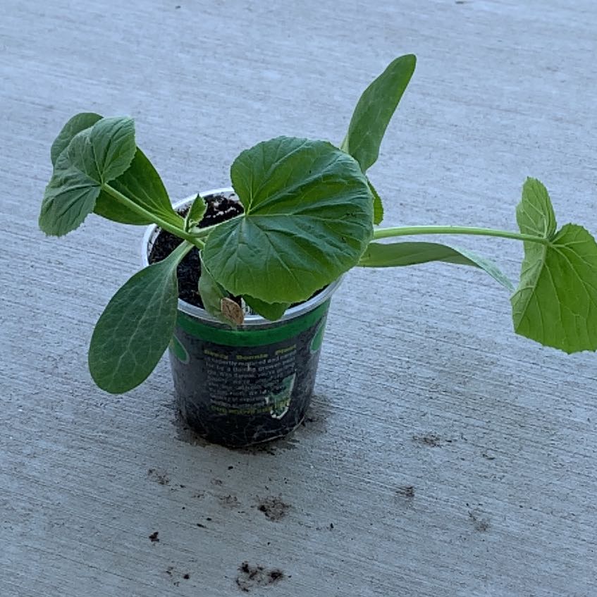 Photo of the plant species Pumpkin by @PlantLuvRgrl named #1 Jack on Greg, the plant care app