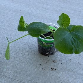 Photo of the plant species Pumpkin by @PlantLuvRgrl named #2 Walt on Greg, the plant care app
