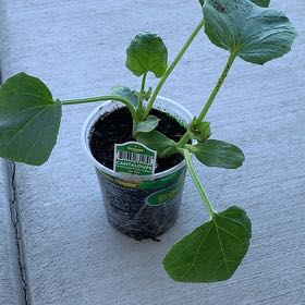 Photo of the plant species Hale's Best Jumbo Melon by @PlantLuvRgrl named #1 Einstein on Greg, the plant care app