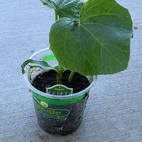 Photo of the plant species Hale's Best Jumbo Melon by @PlantLuvRgrl named #3 Harry on Greg, the plant care app