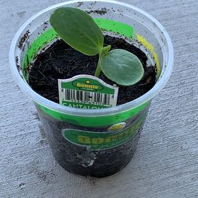 Photo of the plant species Hale's Best Jumbo Melon by @PlantLuvRgrl named #4 Molly on Greg, the plant care app