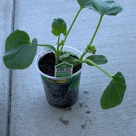 Photo of the plant species Hale's Best Jumbo Melon by @PlantLuvRgrl named #2 Messi on Greg, the plant care app