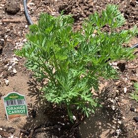 Photo of the plant species Orange Carrot by @PlantLuvRgrl named #4 Drake on Greg, the plant care app