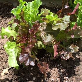 Photo of the plant species Lettuce 'Gourmet Blend' by @PlantLuvRgrl named Scarlett on Greg, the plant care app