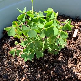 Photo of the plant species Common Yellow Woodsorrel by @PlantLuvRgrl named Heart on Greg, the plant care app