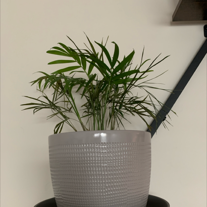 Photo of the plant species Bella Palm by @PlantLuvRgrl named Bella on Greg, the plant care app