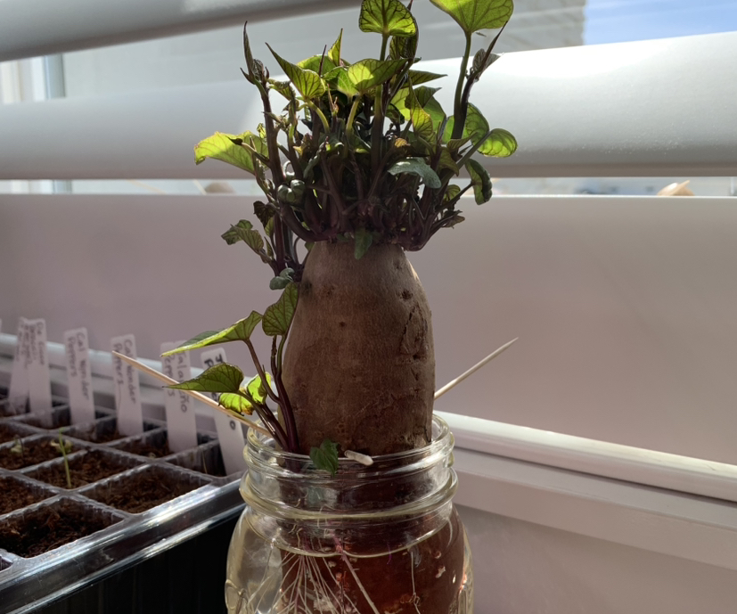 Photo of the plant species Sweet Caroline Purple Sweet Potato by @PlantLuvRgrl named Violet on Greg, the plant care app