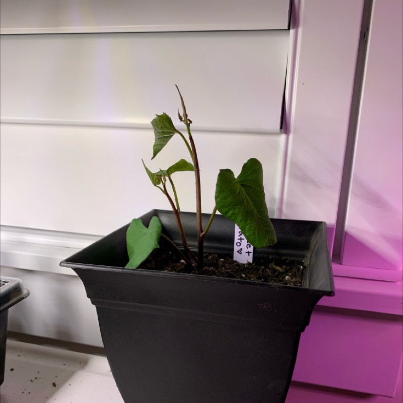 Photo of the plant species Sweet Caroline Purple Sweet Potato by @PlantLuvRgrl named Tater Tot on Greg, the plant care app