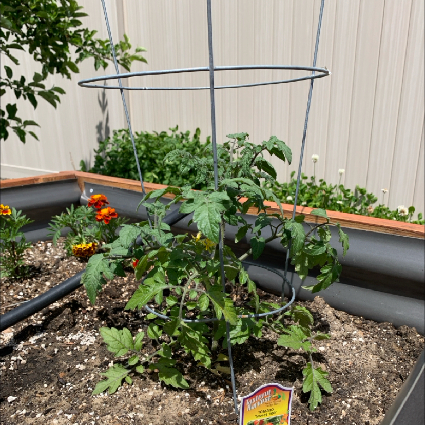 Photo of the plant species Tomato 'Sweet 100' by @PlantLuvRgrl named #1 Aria on Greg, the plant care app