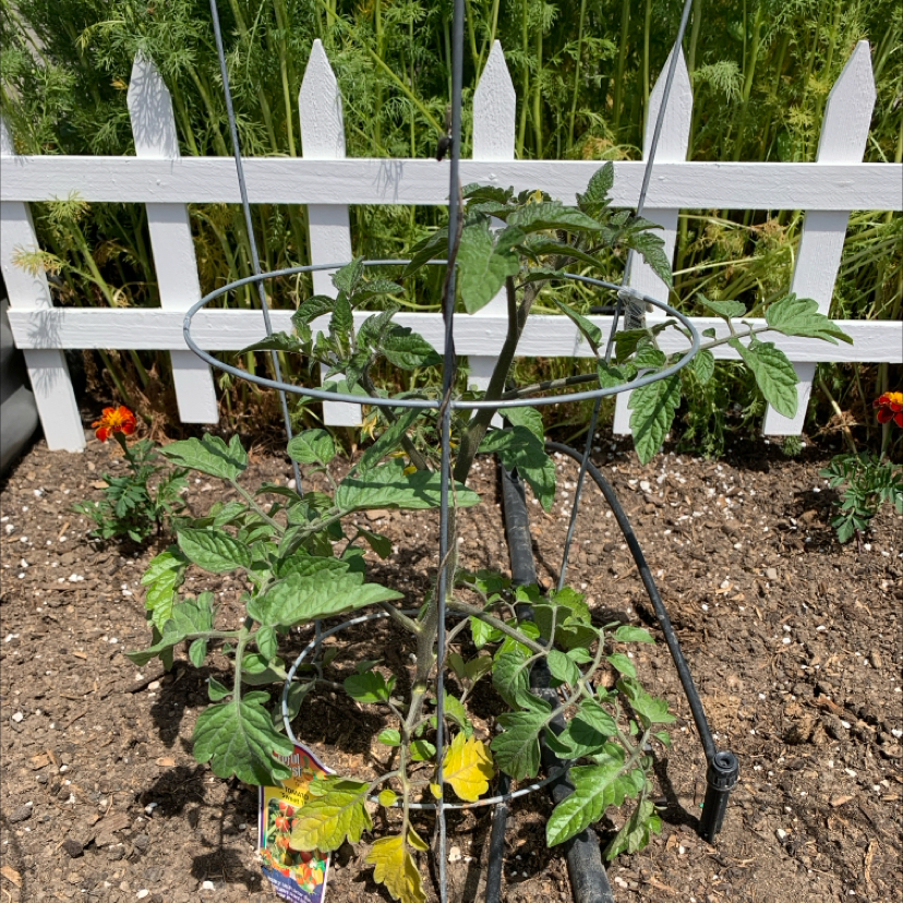 Photo of the plant species Tomato 'Sweet 100' by @PlantLuvRgrl named #2 Winston on Greg, the plant care app