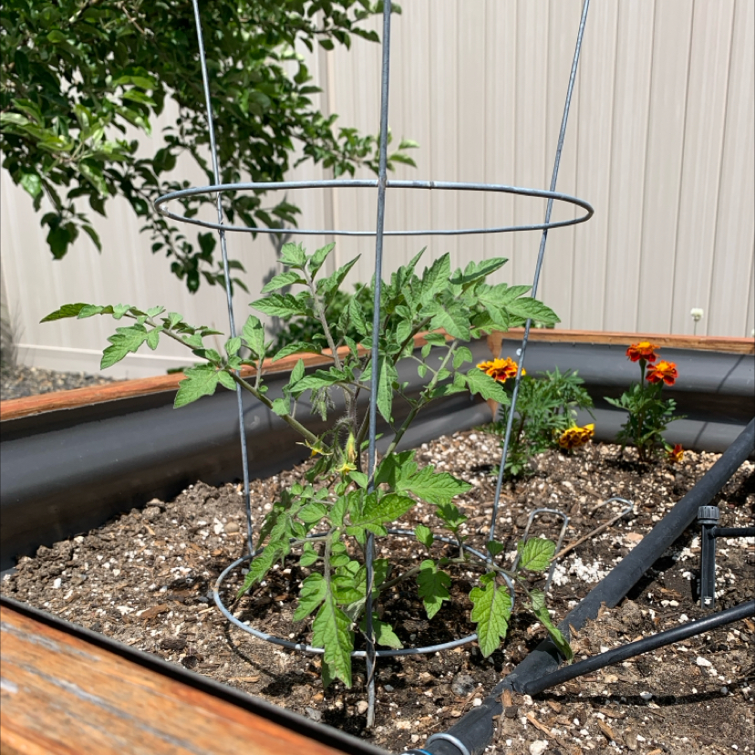 Photo of the plant species Roma Tomato by @PlantLuvRgrl named #3 Salsa on Greg, the plant care app