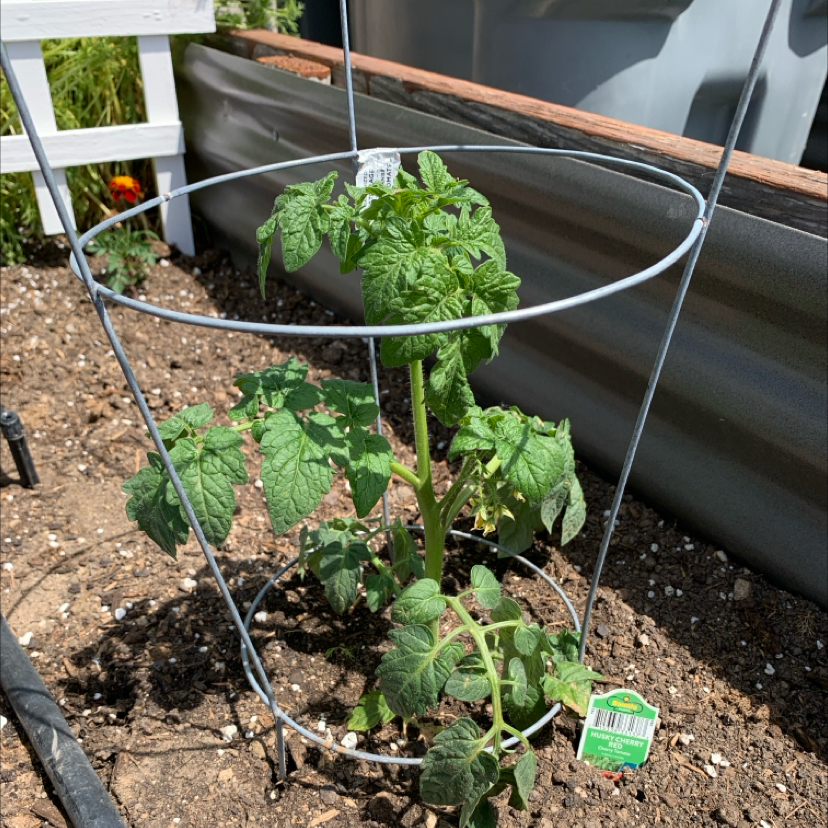Photo of the plant species Husky Cherry Red Tomato by @PlantLuvRgrl named Lisa on Greg, the plant care app