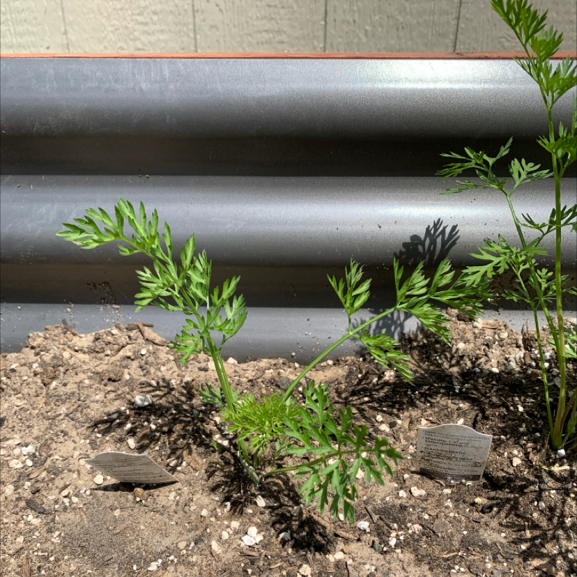 Photo of the plant species Rainbow Carrot by @PlantLuvRgrl named #1 Rosa on Greg, the plant care app