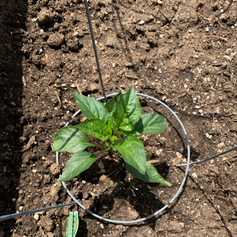 Photo of the plant species Jalepeno by @PlantLuvRgrl named Spicy on Greg, the plant care app