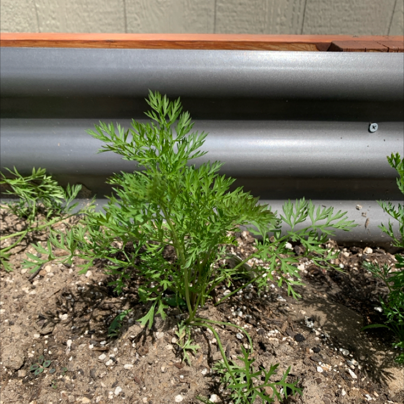 Photo of the plant species Rainbow Carrot by @PlantLuvRgrl named #3 Skye on Greg, the plant care app