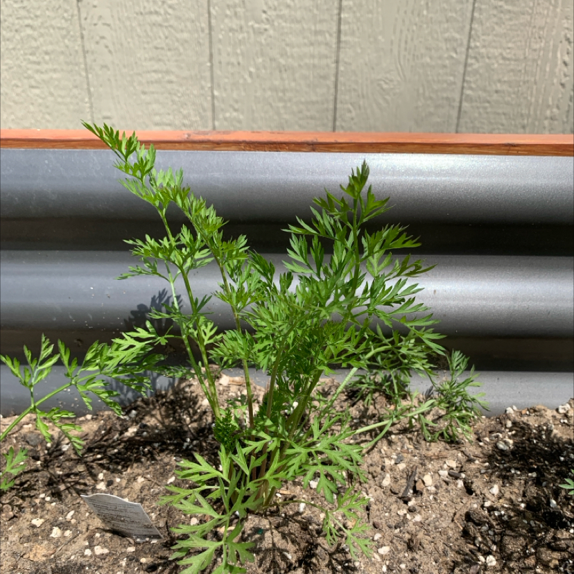 Photo of the plant species Rainbow Carrot by @PlantLuvRgrl named #2 Homer on Greg, the plant care app