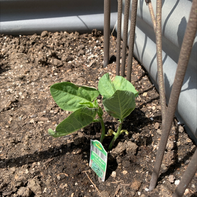 Photo of the plant species Heirloom Blue Lake Bush Bean by @PlantLuvRgrl named Coco on Greg, the plant care app
