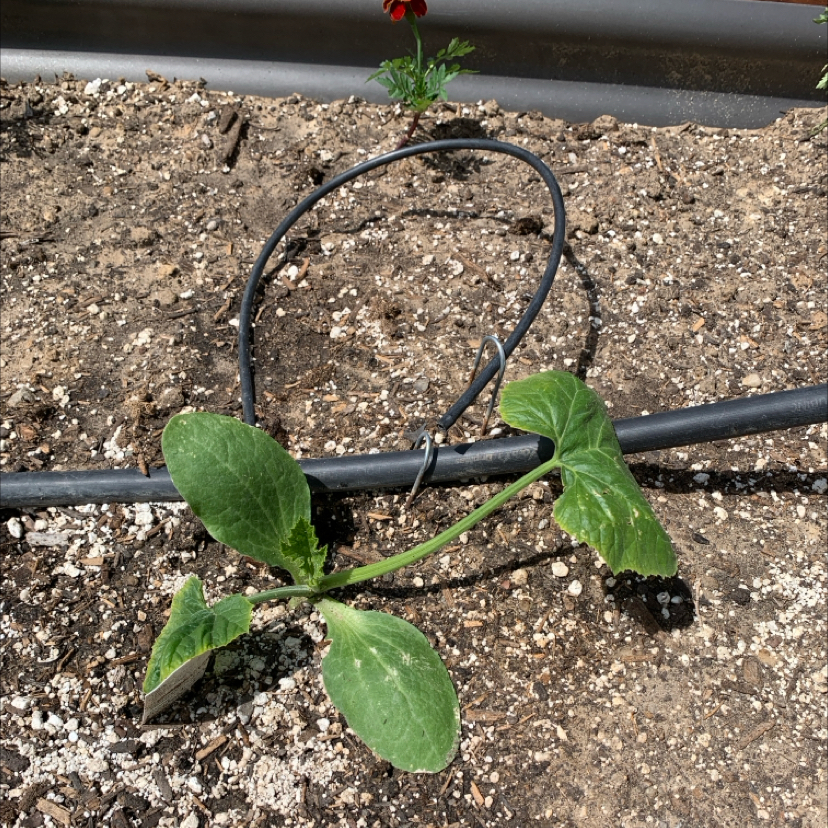 Photo of the plant species Zucchini by @PlantLuvRgrl named Oscar on Greg, the plant care app