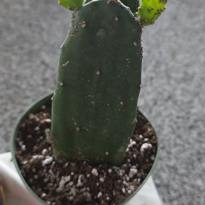 Photo of the plant species Burbank's Spineless Prickly Pear by @FitPalepuma95 named Surya on Greg, the plant care app