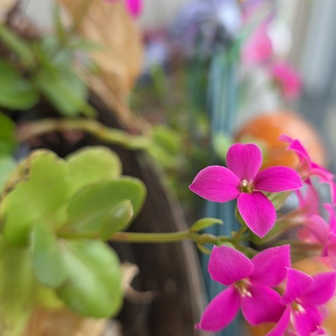 Photo of the plant species Creeping Phlox by @FitPalepuma95 named Orlando Bloom on Greg, the plant care app