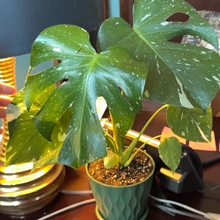Photo of the plant species Monsterra Thai Constellation by @ZestfulKamahi65 named Miley on Greg, the plant care app