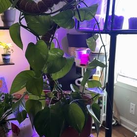 Photo of the plant species Devils Ivy by @NewPuka31 named Goldie on Greg, the plant care app