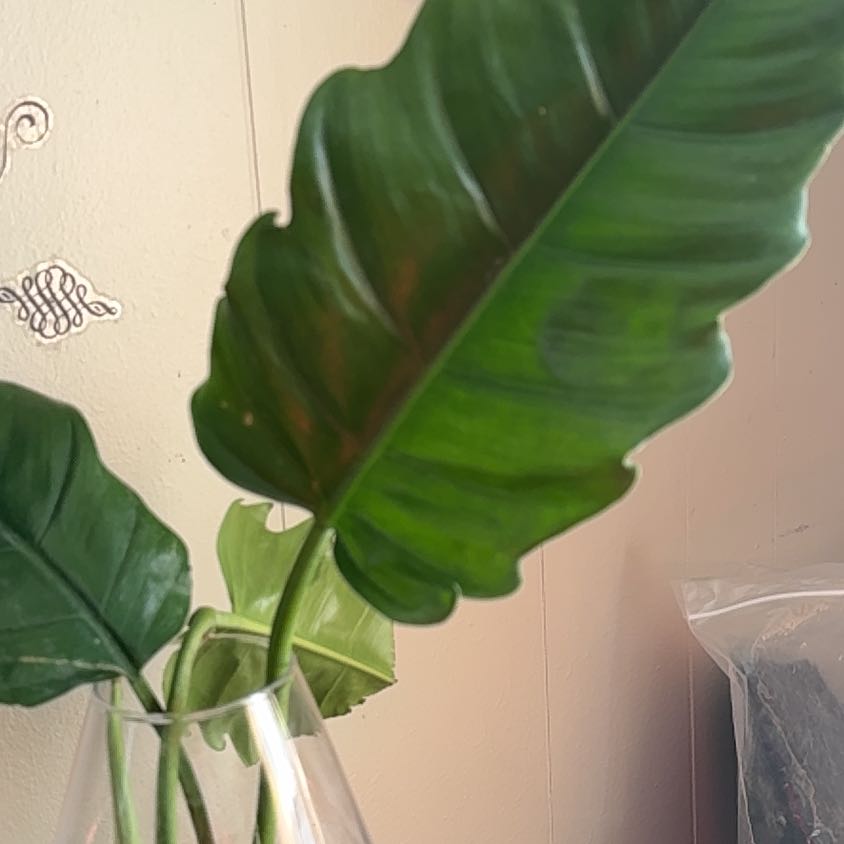 Photo of the plant species Philodendron Jungle Boogie by @NewPuka31 named Hydro Boogie on Greg, the plant care app
